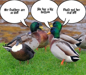 Gossiping ducks. From Flickr.com.