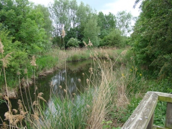 Pond alongside the Bow Creek Ecology Park path. From www.geograph.org.uk, by Robert Lamb.
