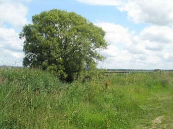Lone tree in West Sussex. By Basher Eyre, from www.geograph.org.uk.