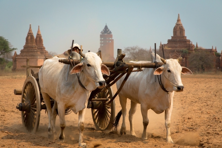 Cattle remain a fundamental part of everyday life in Myanmar. From businesskorea.co.kr