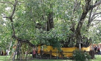 Bodhi tree at Dong Si Maha Pot, Thailand. From thaibuddhist.com