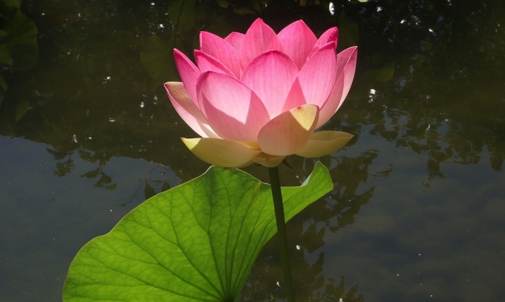 Lotus blooming on a pond. Photo by the author