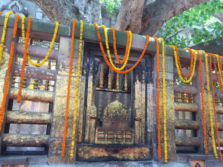 The Bodhi tree under which the Buddha, Shakyamuni, attained enlightenment at the Mahabodhi Temple, Bodh Gaya. From Buddhistdoor Global