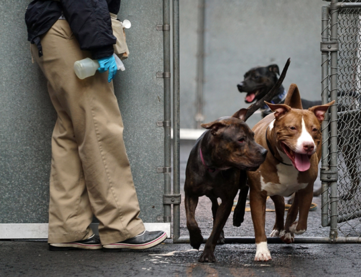 Cupcake, left, and Yung, both pit bull mixes, enjoy a “puppy playgroup” at a shelter run by Animal Care Centers of NYC. Photo by Nicole Bengiveno. From nytimes.com