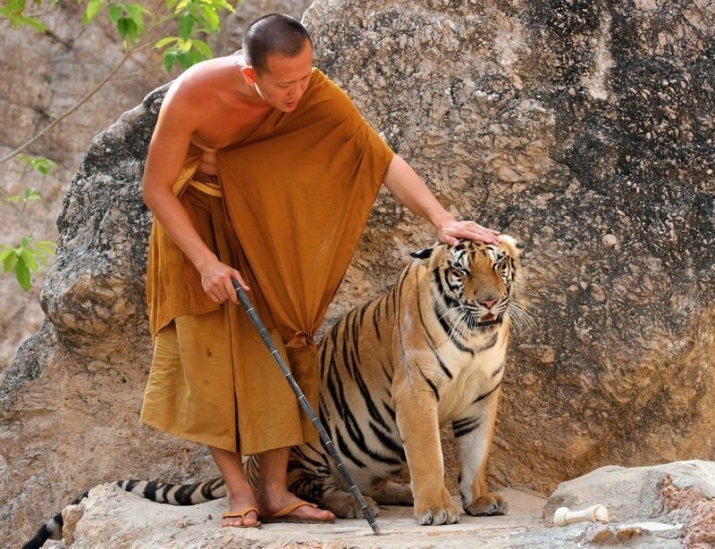 A Buddhist monk with a tiger at Wat Pha Luang Ta Bua Yanasampanno. From khaosodenglish.com