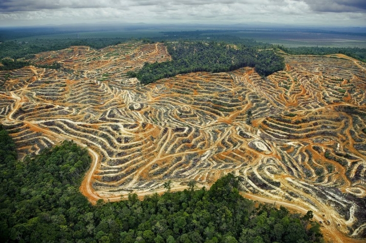 Palm oil is a significant driver of deforestation. Access roads and terraced fields destroy orangutan habitat in Borneo’s lowlands. Photo by Mattias Klum. From zmescience.com