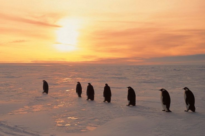 Emperor penguins march into the Antarctic sunset. From pinterest.com