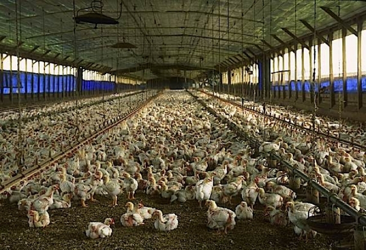 Factory farming requires extensive use of land, water, and natural resources, and is a major source of global greenhouse gas emissions. From buddhaweekly.com