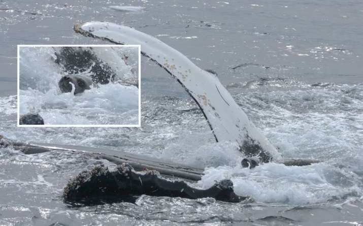 A humpback whale shields a Weddell seal from an attacking killer whale. Photo by Robert L. Pitman. From livescience.com