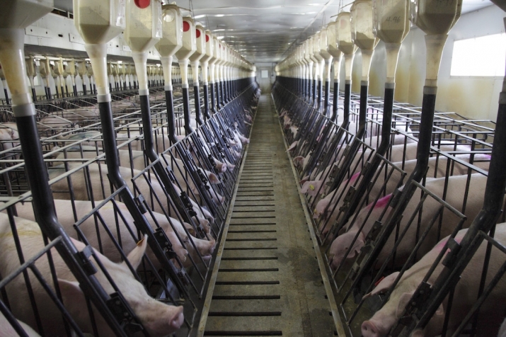 Can we look forward to a future in which the factory farming of animals is a relic of the past? From fairwarning.org