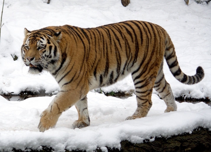 The planned national park in northeastern China could help save the Siberian tiger from extinction. From wikimedia.org