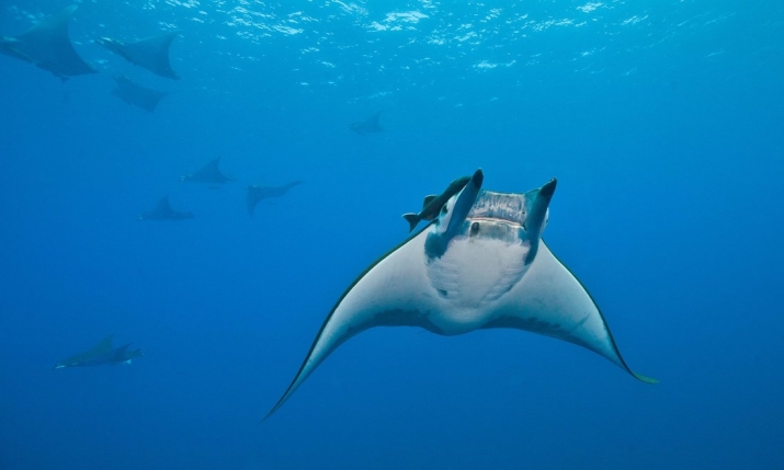 Devil rays, which swim slowly in large groups, are very easy to catch. Their gill plates have become popular for use in traditional medicines in China. From theguardian.com