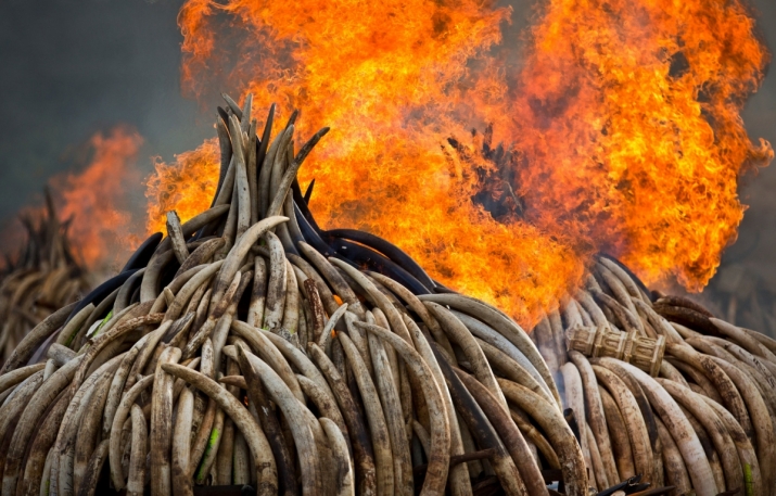 In April this year, Kenya burned a stockpile of ivory worth US$100 million, most of which was destined for the Asian market, dominated by China. From nytimes.com