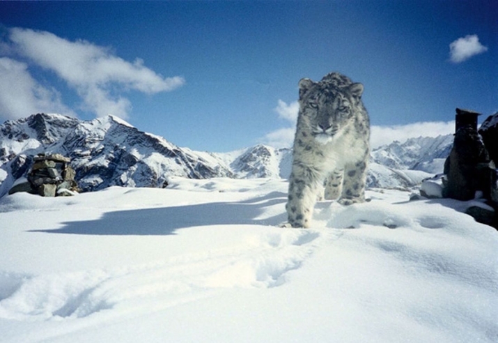 A snow leopard in Hemis National Park, India. From wikipedia.org