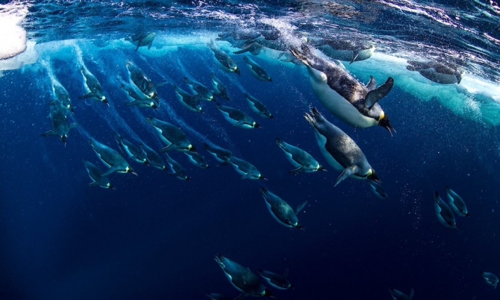 Emperor penguins in Antarctica's Ross Sea. From theguardian.com