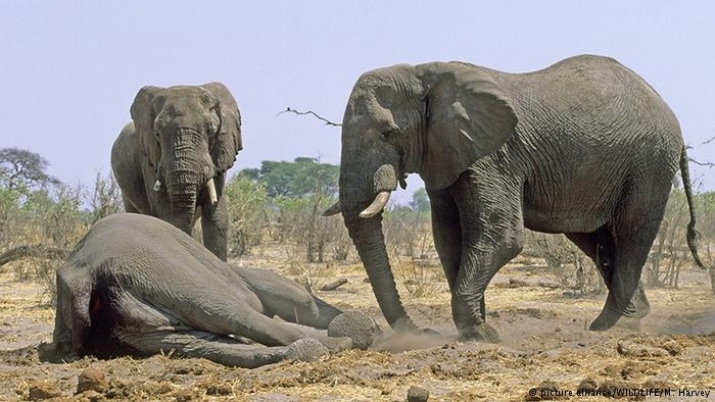 Elephants congregate around a dead herd member. Even elephants from other groups will visit when an elephant has died. From dw.com