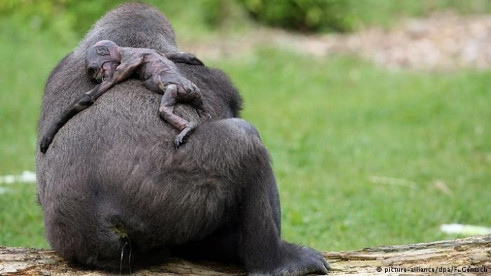 Gana, a gorilla at Münster Zoo, was unable to accept the death of her baby her baby, Claudio, carrying his body for days and refusing to allow zookeepers to come close. From dw.com