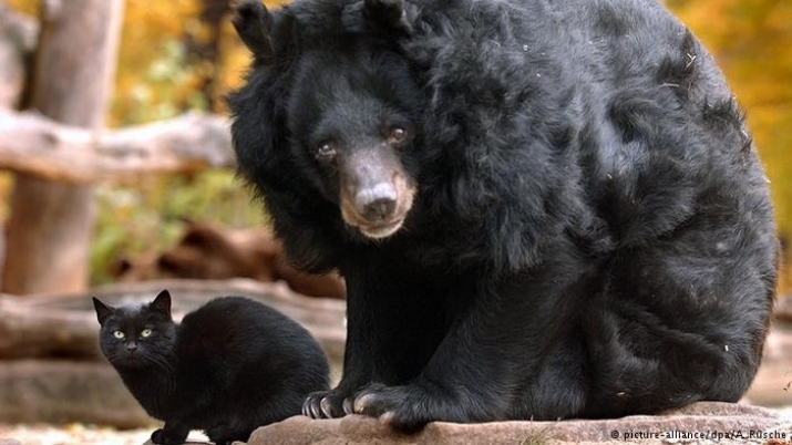 There are also cases of animals grieving for members of other species. Muschi the cat and Mäuschen the Asiatic black bear became inseparable at Berlin Zoo. When the bear died, the cat refused to leave her companion's enclosure, meowing mournfully. From dw.com