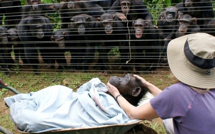 A family of grief-stricken chimpanzees mourn the death of group member Dorothy. Workers at Sanaga-Yong Chimpanzee Rescue Centre in eastern Cameroon reported that the entire community rushed to the perimeter of their enclosure to pay their final respects. The normally lively animals stood silently with their hands on each others shoulders for comfort. From telegraph.co.uk