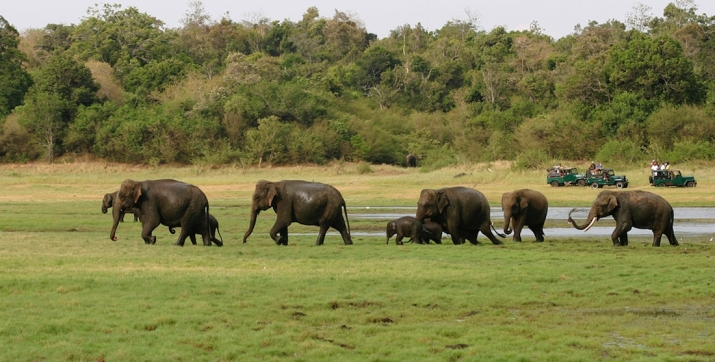 A herd of wild elephants roam in Sri Lanka's Wasgamuwa Safari Park. From bestoflanka.com