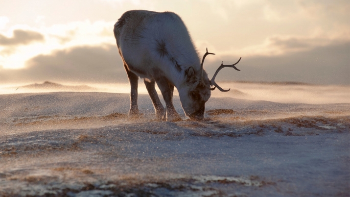 Scientists say Arctic reindeer are becoming smaller and lighter due to the impact of climate change. From sciencemag.org