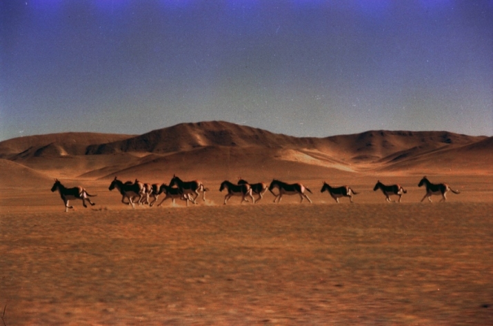 Wild donkeys in Hoh Xil, Tibet, 1990. Photo by Yang Liquan