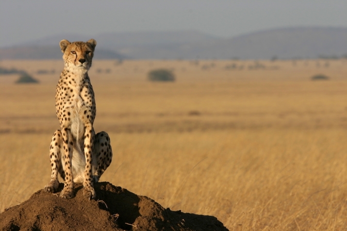 A new study indicates that just 7,100 cheetahs remain in the wild. From panthera.org
