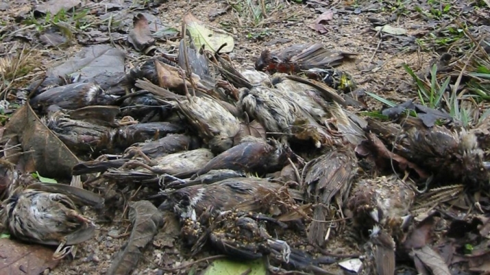 As many as three-quarters of birds sold in Hong Kong for life release are unable to survive. From scmp.com