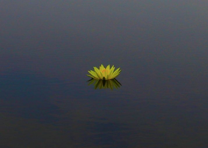 A water lily. Simple, pure, and powerful. Photo by Anne-Elvire Buciuni, 2016