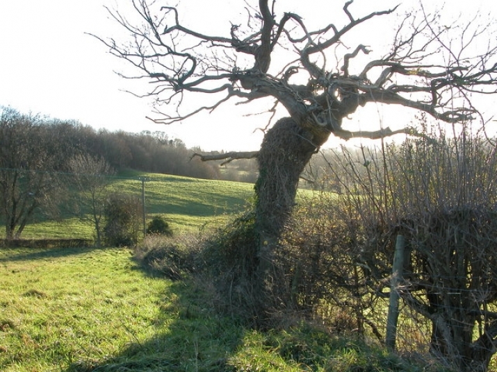 Zhuang Zi's crooked tree—a possible model for the Buddhist practitioner. From geograph.org.uk
