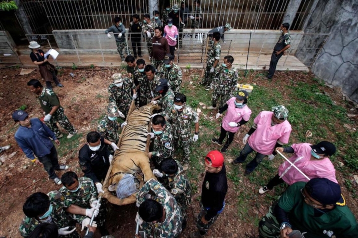 Wildlife authorities remove a sedated tiger during the raid on the temple in June 2016. Photo by Dario Pignatelli. From nationalgeographic.com