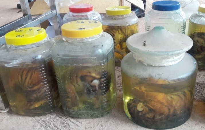 Bottles containing dead tiger babies reportedly found during last year's raid on the Tiger Temple. From khaosodenglish.com.jpg