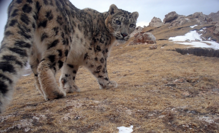A snow leopard captured by a camera trap on the Tibetan Plateau. From cnn.com.