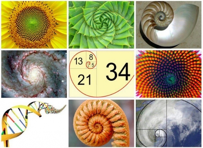 The Fibonacci sequence is a series of numbers in which each number is found by adding up the two numbers before it. From educateinspirechange.org
