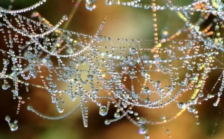 Drew drops on a spiders web are like the jewels on Indra's net. From mellissaelucia.files.wordpress.com