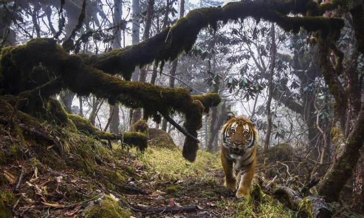 Endangered tiger in Bhutan. Photo by Emmanuel Rondeau. From worldwildlife.org