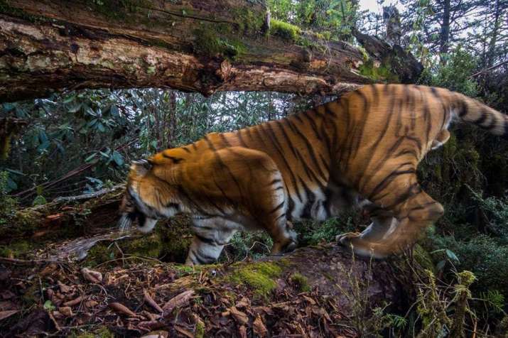 A wild Bengal tiger captured by a camera trap in Corridor 8, Trongsa, Bhutan. Photo by Emmanuel Rondeau. From theguardian.com