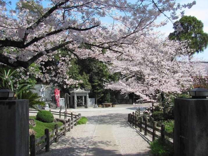 Cherry blossoms at the 2nd temple of the Shikoku Pilgrimage: Gokuraku-ji. From mountainhikingholidays.com