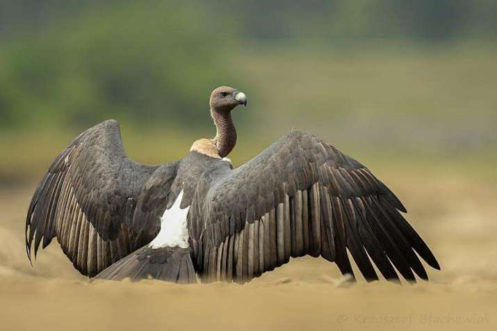 Tens of millions of white-backed vultures have vanished from South and Southeast Asia since the early 1990s. From hbw.com