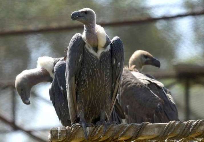 White-backed vultures at the Vulture Conservation Centre run by World Wide Fund. Photo by Arif Ali. From rappler.com