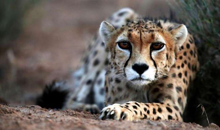 A seven-year-old male Asiatic cheetah. Photo by Vahid Salemi. From theguardian.com