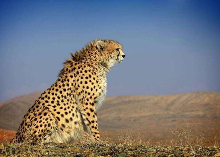 Asiatic cheetahs once inhabited much of the Middle East and into eastern India. Photo by Morteza Eslami. From eathtouchnews.com