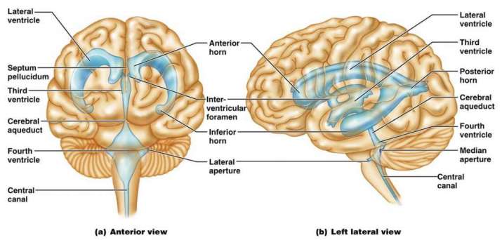 Ventricles of the brain. From humananatomylibrary.com
