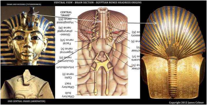 Comparison between a ventral section view of the human brain and design elements of the Egyptian <i>nemes</i> headdress. From pinterest.com