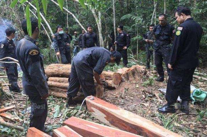 File photo showing Thai military and forestry personnel at a rosewood smuggling bust in Thailand’s Trat Province in January 2017. Photo by Panumas Sanguanwong. From bangkokpost.com