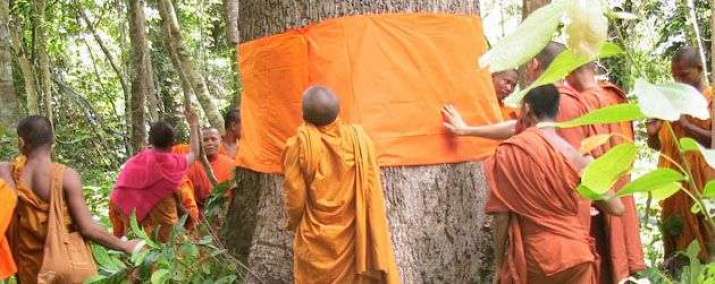 In a bid to make merit and discourage deforestation, trees are ordained and wrapped in the saffron cloth of a monk’s robe. From humanlife.asia