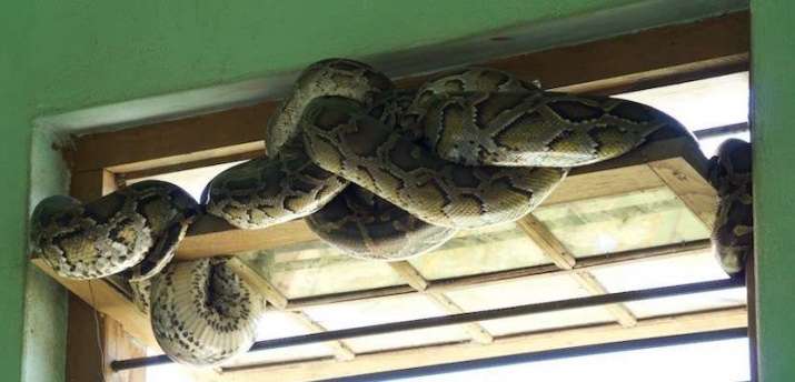 A python draped across an open window. From thepointsguy.com