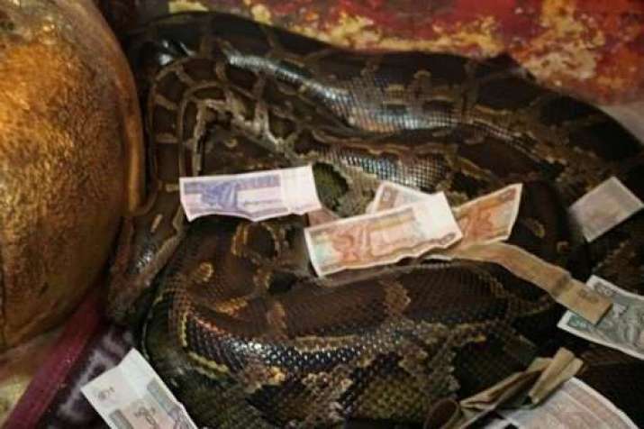 Money offerings are scattered over the pythons. From atlasobscura.com