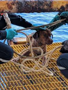 The dog after being successfully pulled on to the oil rig deck. Image from Vitisak Payalaw on Facebook
