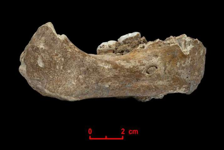 This 160,000-year-old fossilized jawbone offers new insights into the history of life on the Tibetan Plateau and across Asia. From mpg.de